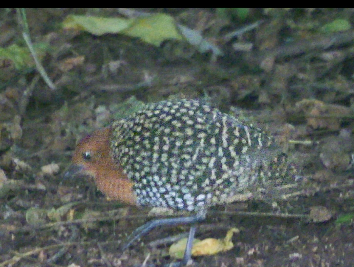 Пухохвіст жовтоплямистий - ML644713339