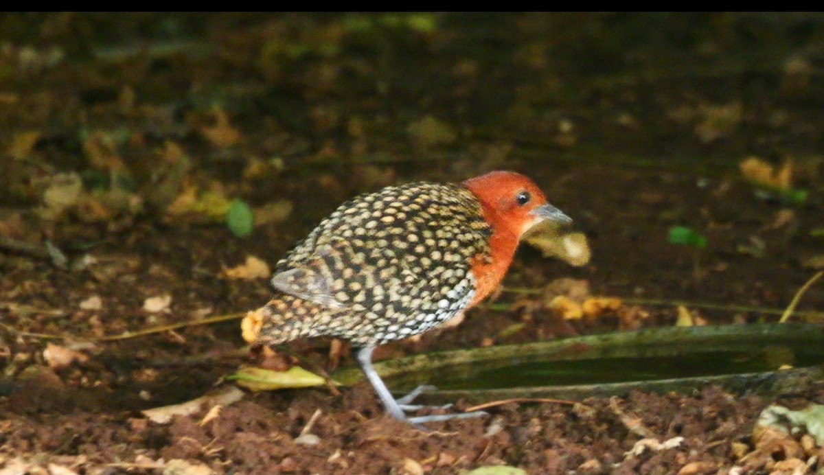 Пухохвіст жовтоплямистий - ML644713340