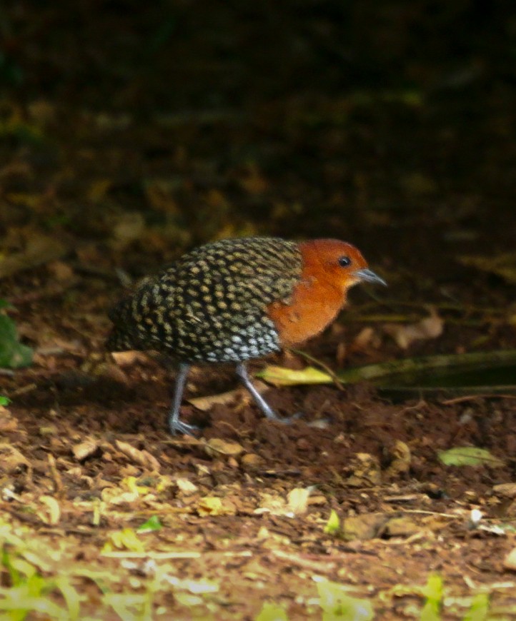 Пухохвіст жовтоплямистий - ML644713341