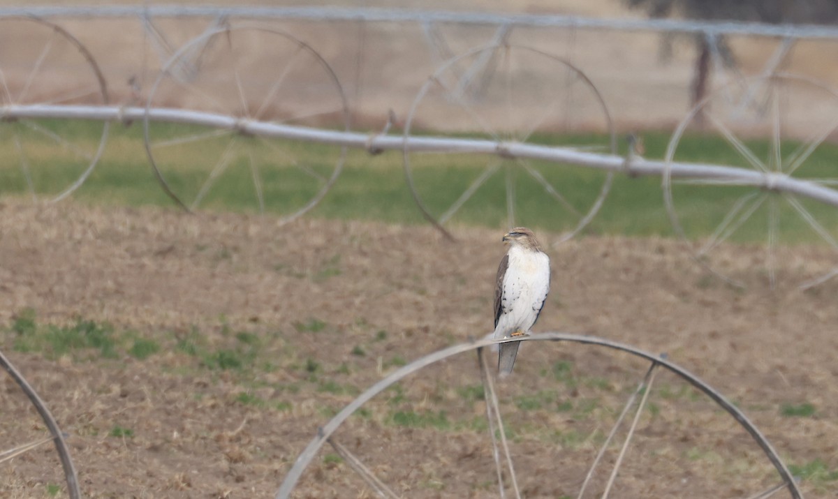 Канюк королівський - ML644713342