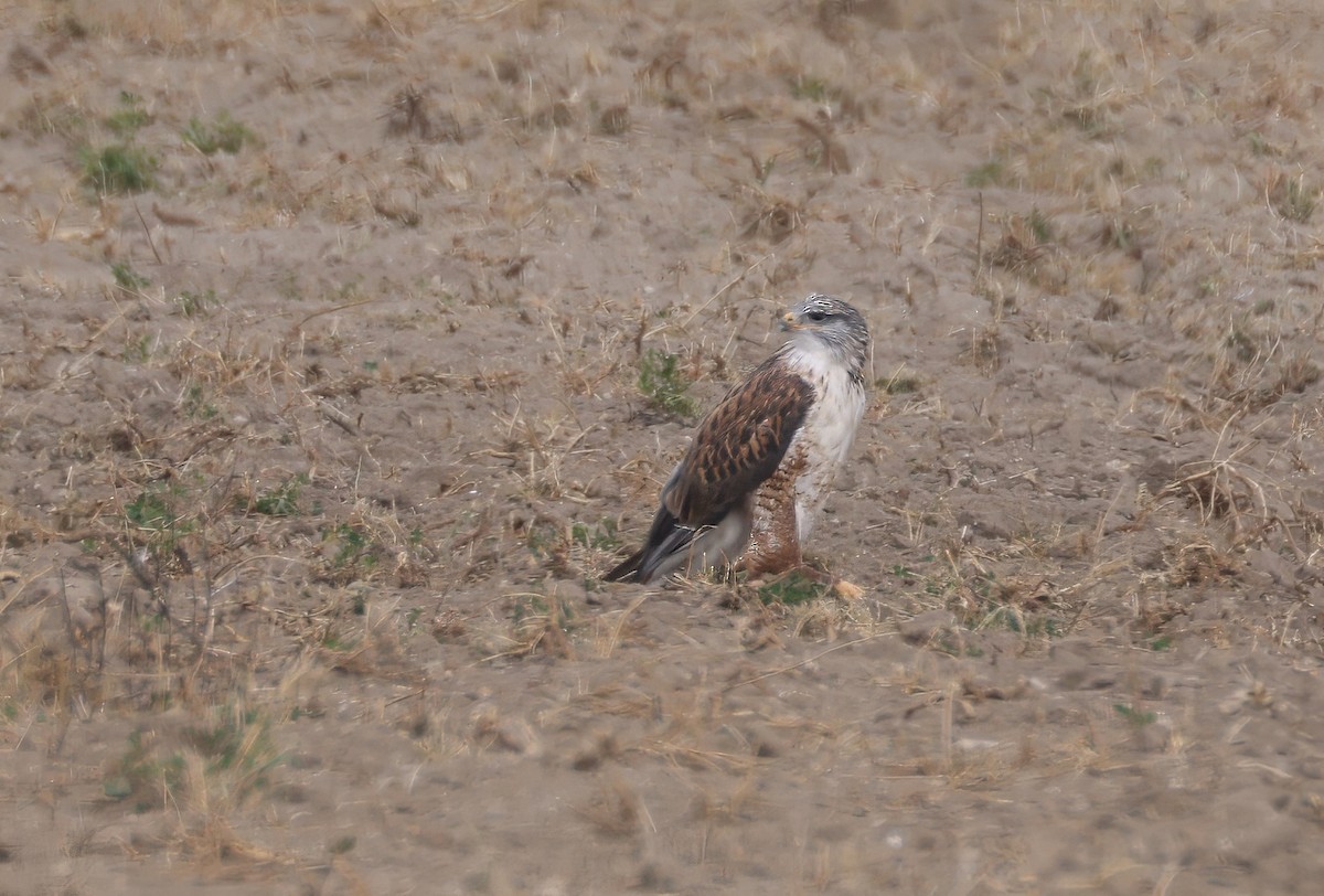 Канюк королівський - ML644713343