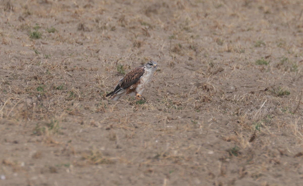 Канюк королівський - ML644713344