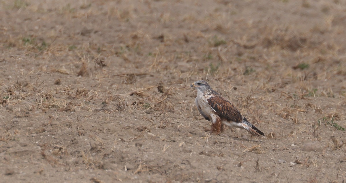 Канюк королівський - ML644713345