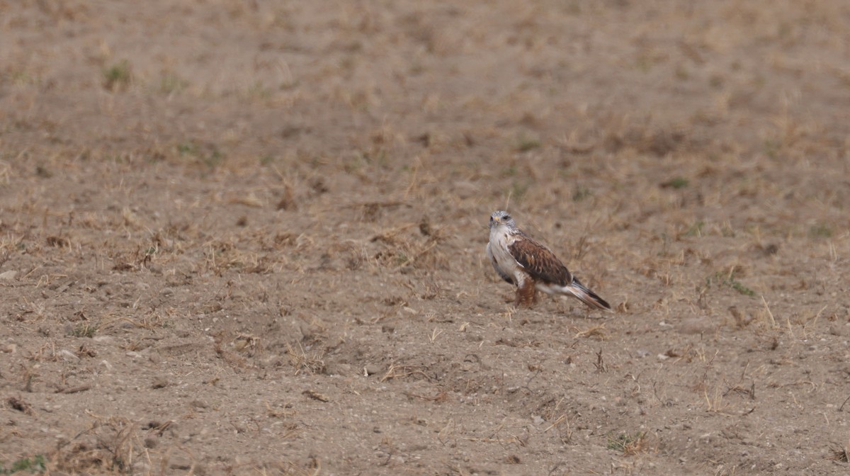 Канюк королівський - ML644713348