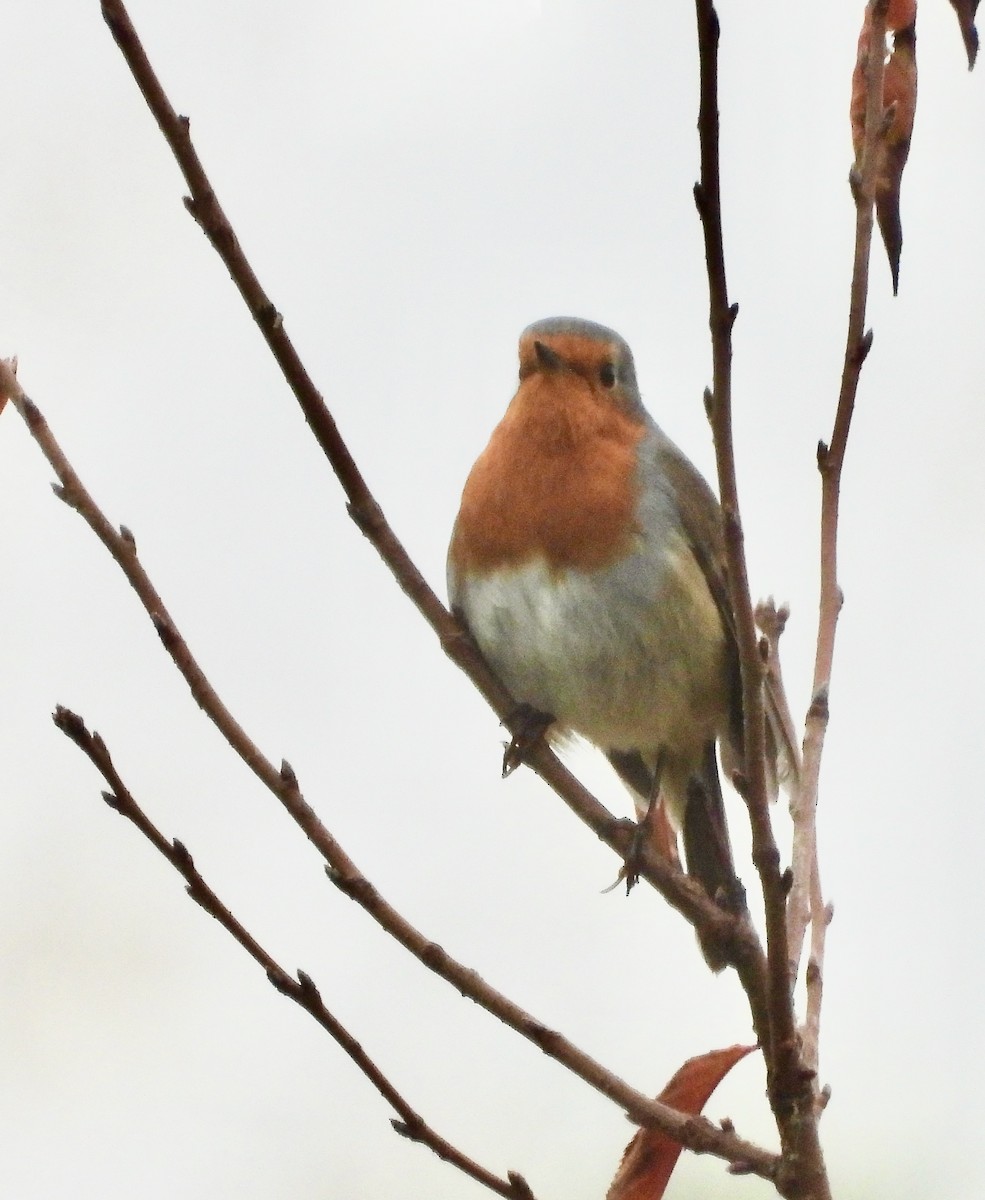 Вільшанка - ML644713350