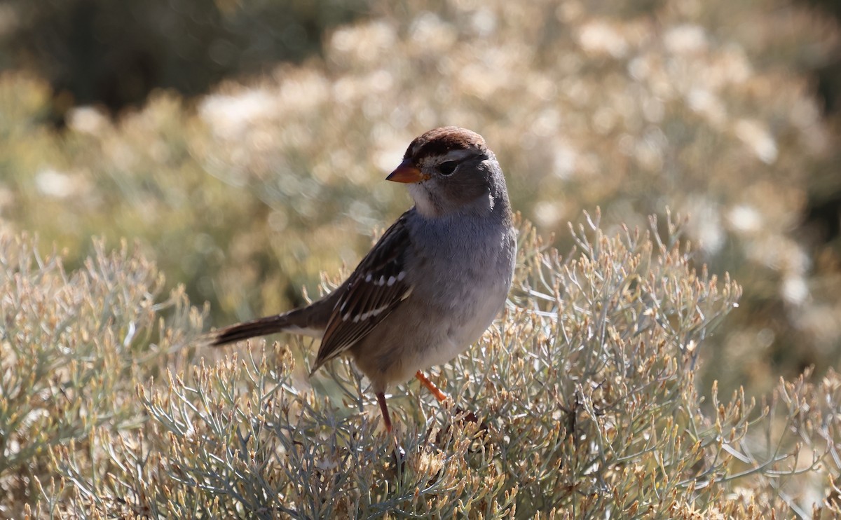 Бруант білобровий (підвид gambelii) - ML644713353