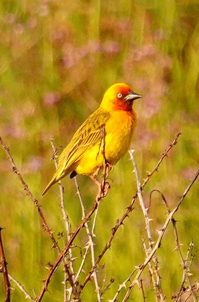Cape Weaver - ML644713355