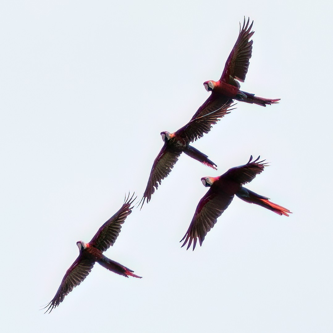 Scarlet Macaw - ML644713356