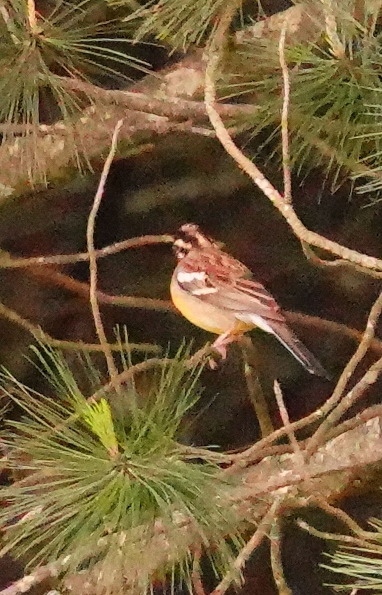 Golden-breasted Bunting - ML644713361