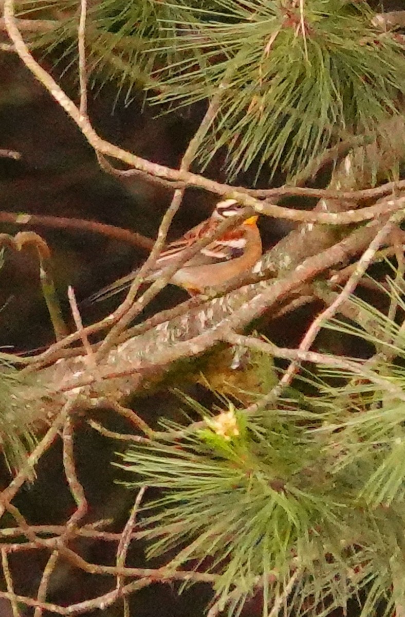 Golden-breasted Bunting - ML644713362