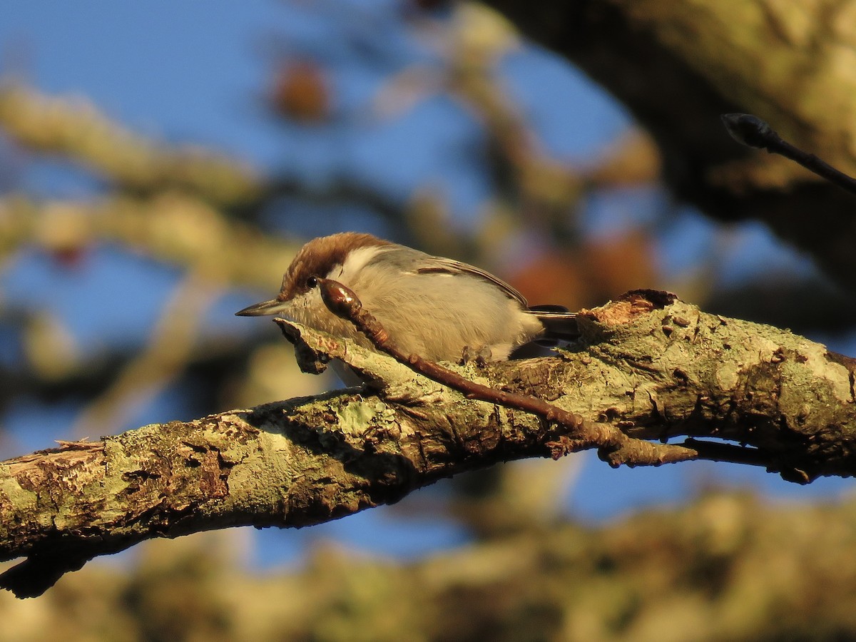 Brown-headed Nuthatch - ML644713386