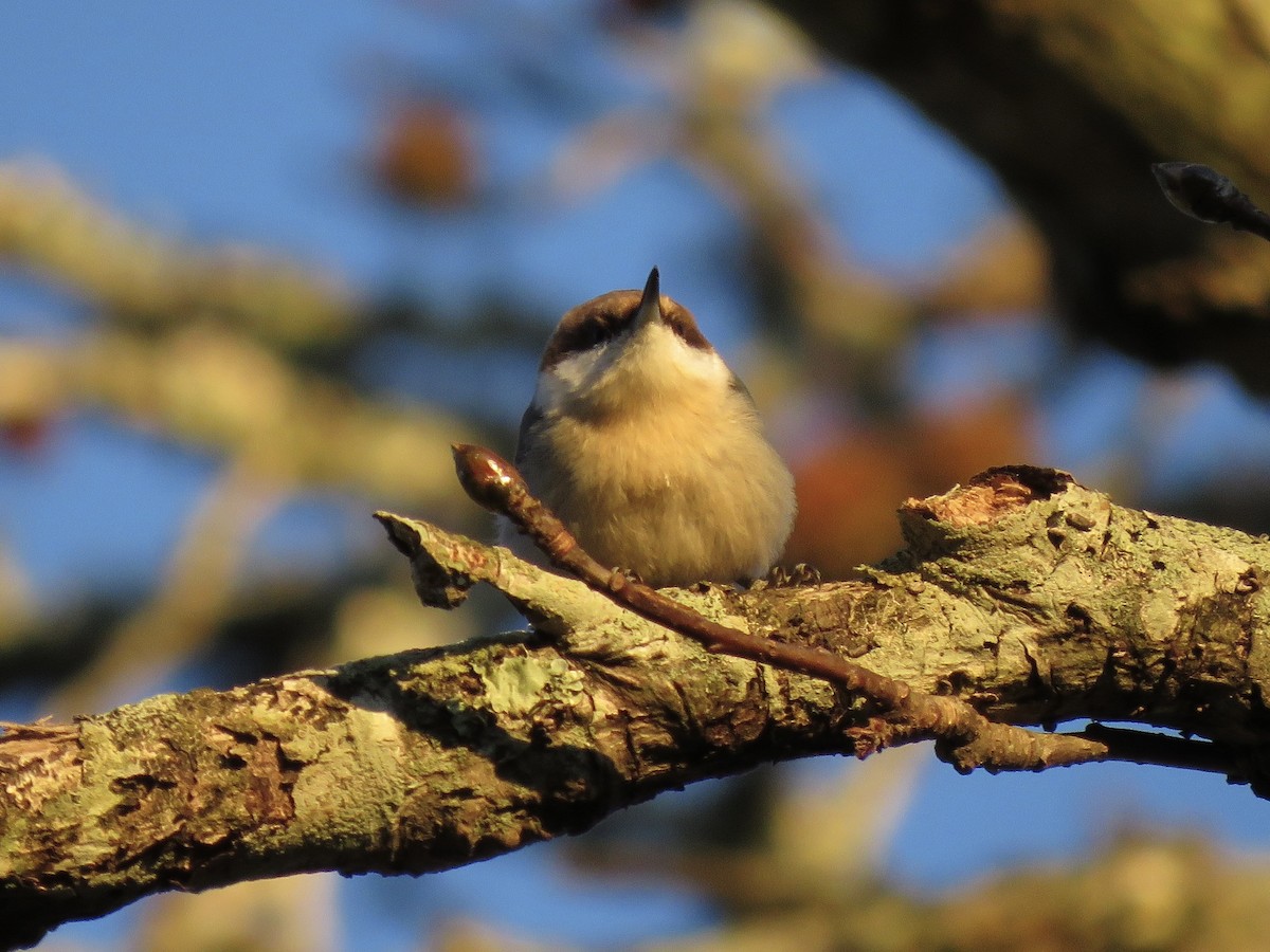 Brown-headed Nuthatch - ML644713387