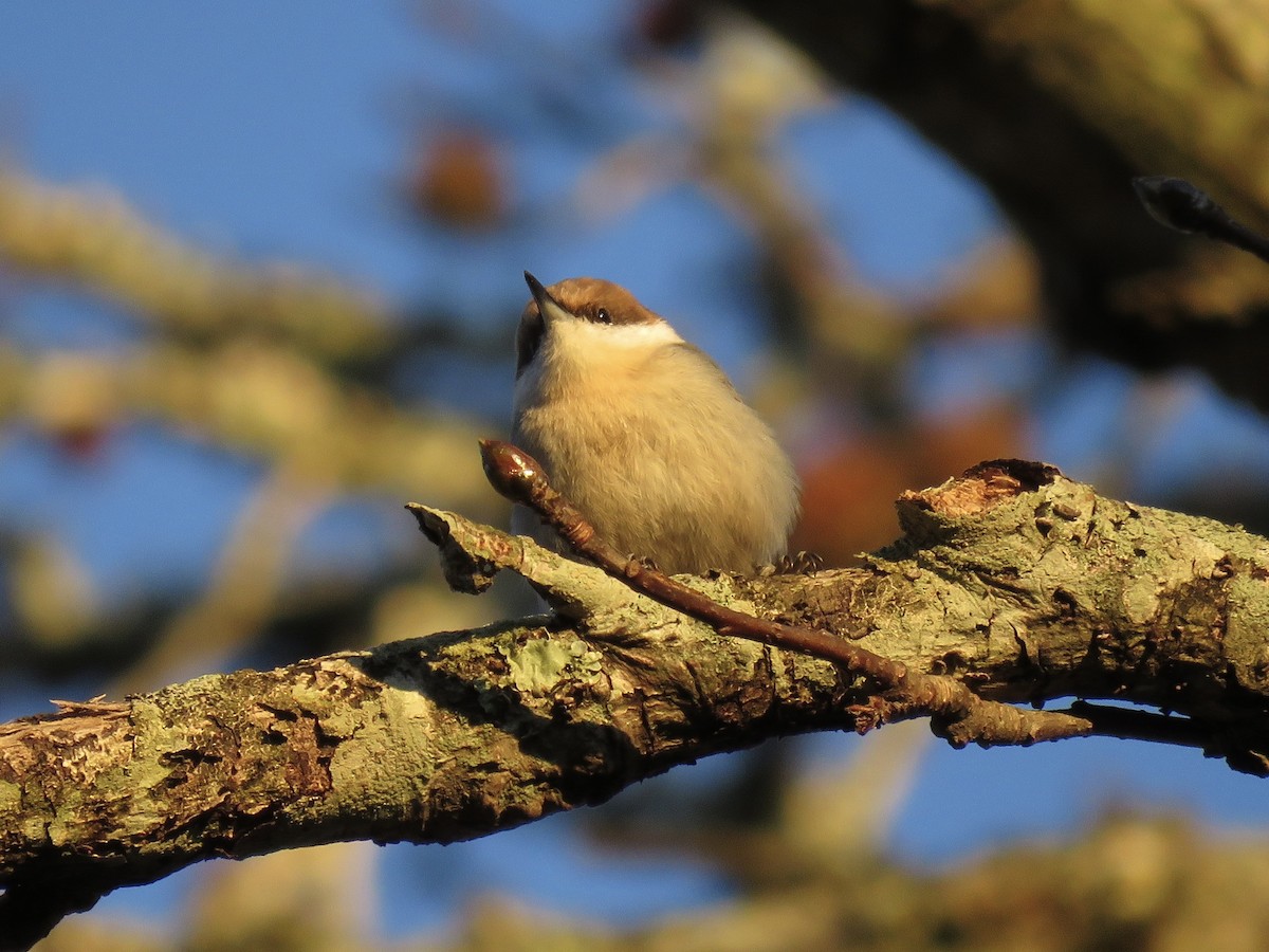 Brown-headed Nuthatch - ML644713388
