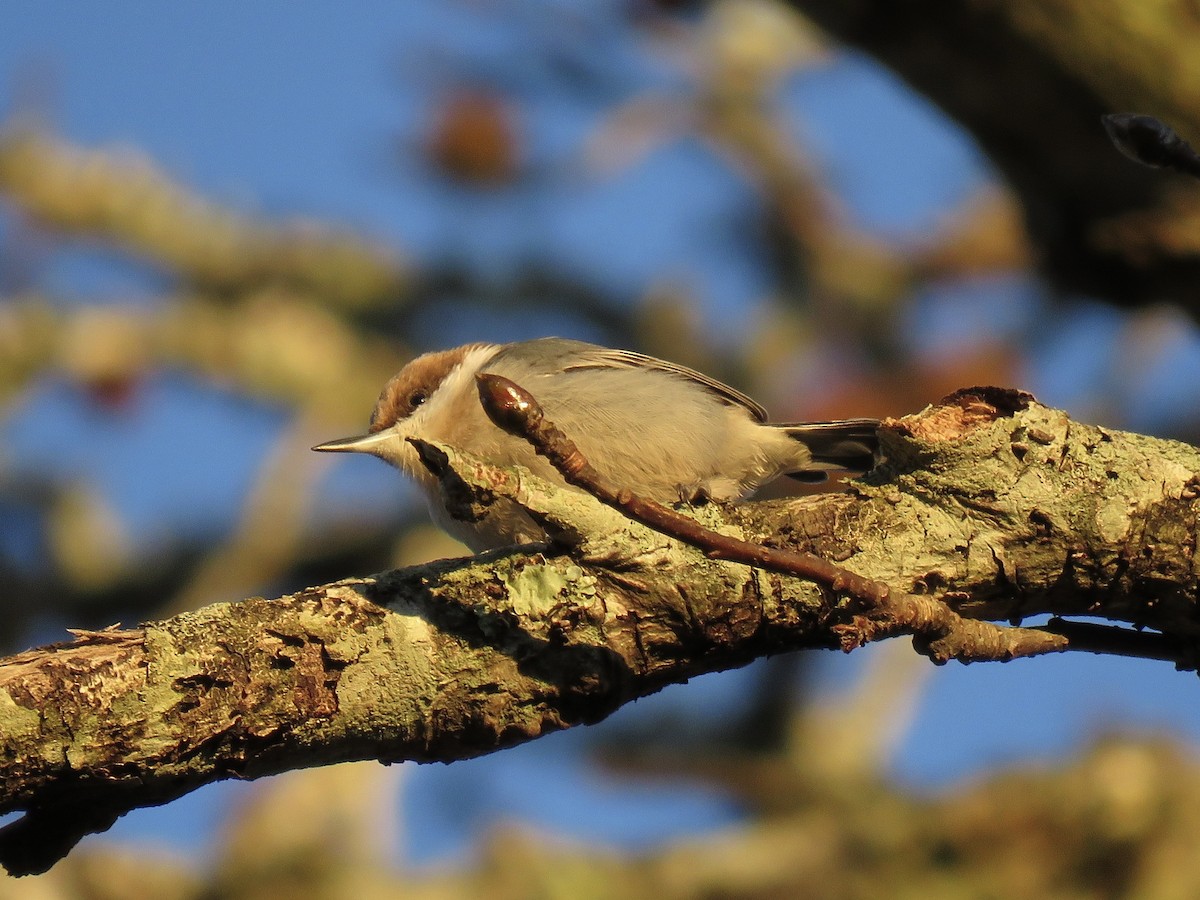 Brown-headed Nuthatch - ML644713389