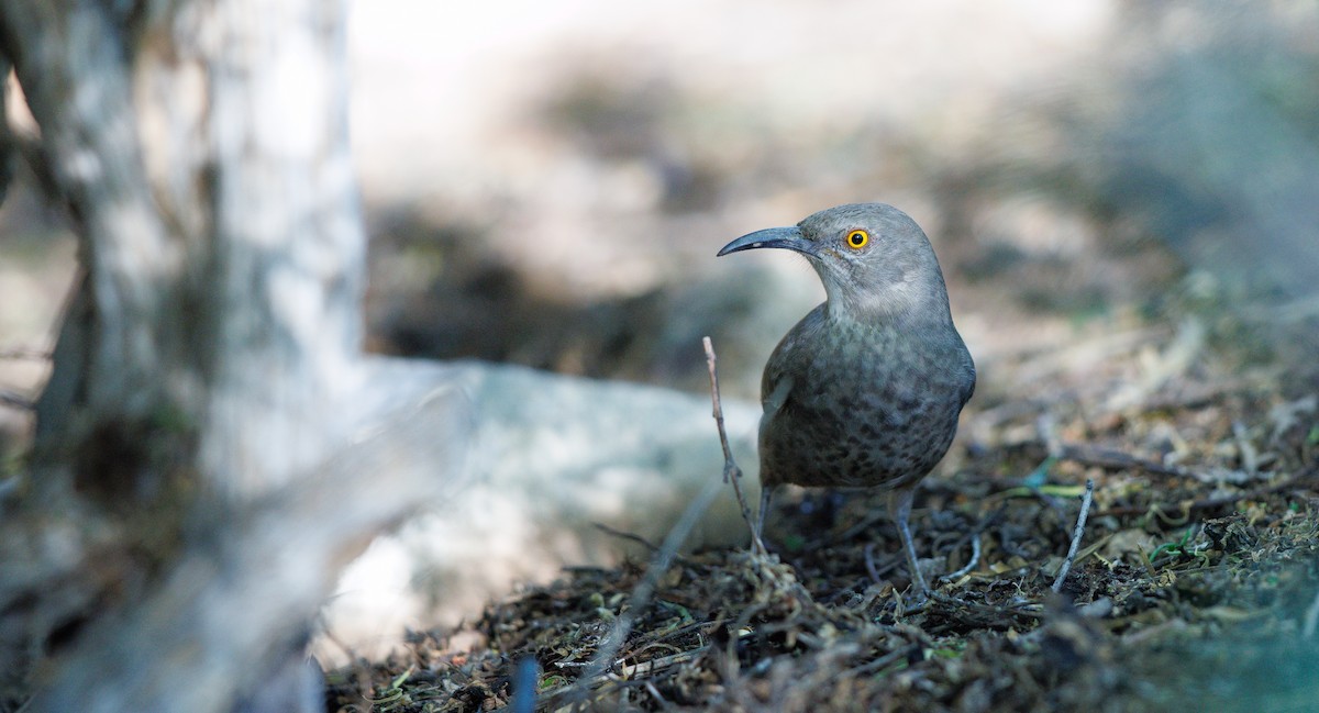 Curve-billed Thrasher (palmeri Group) - ML644713390