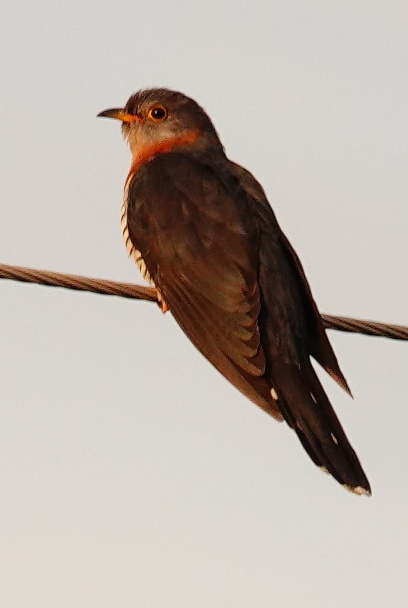 Red-chested Cuckoo - ML644713391