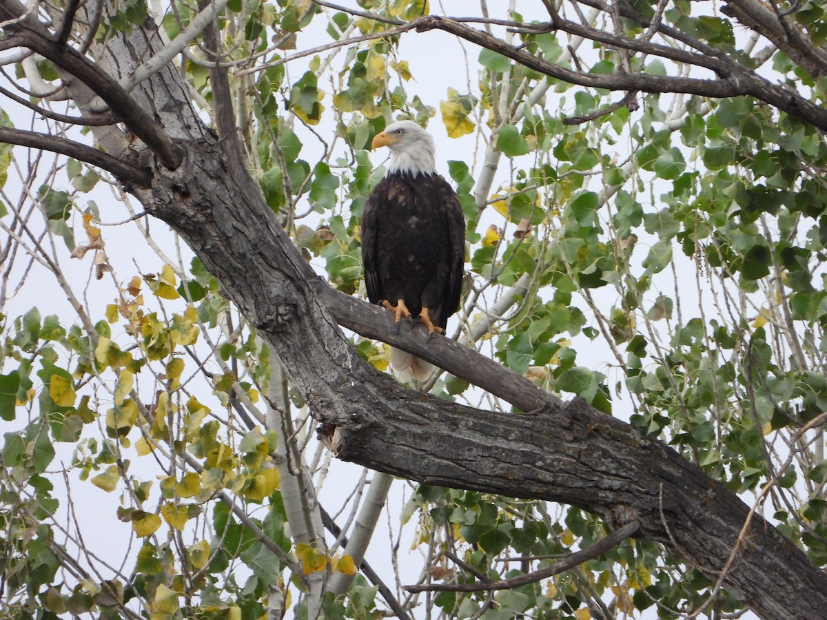 orel bělohlavý - ML644713405