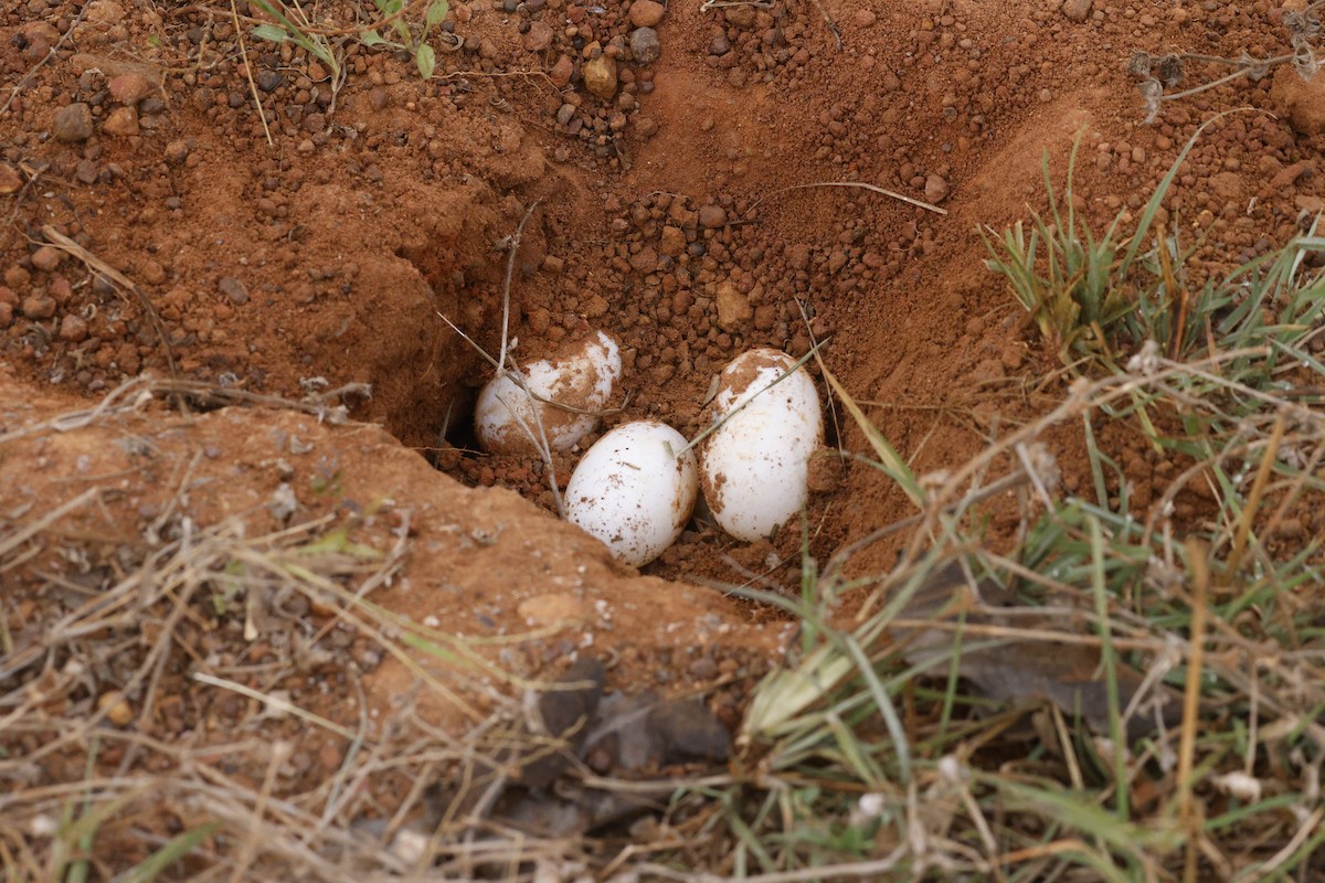 Animals - ML644713410