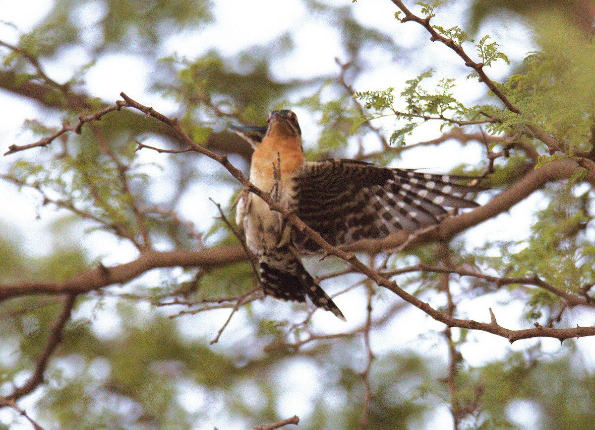 Зозуля чорна - ML644713422