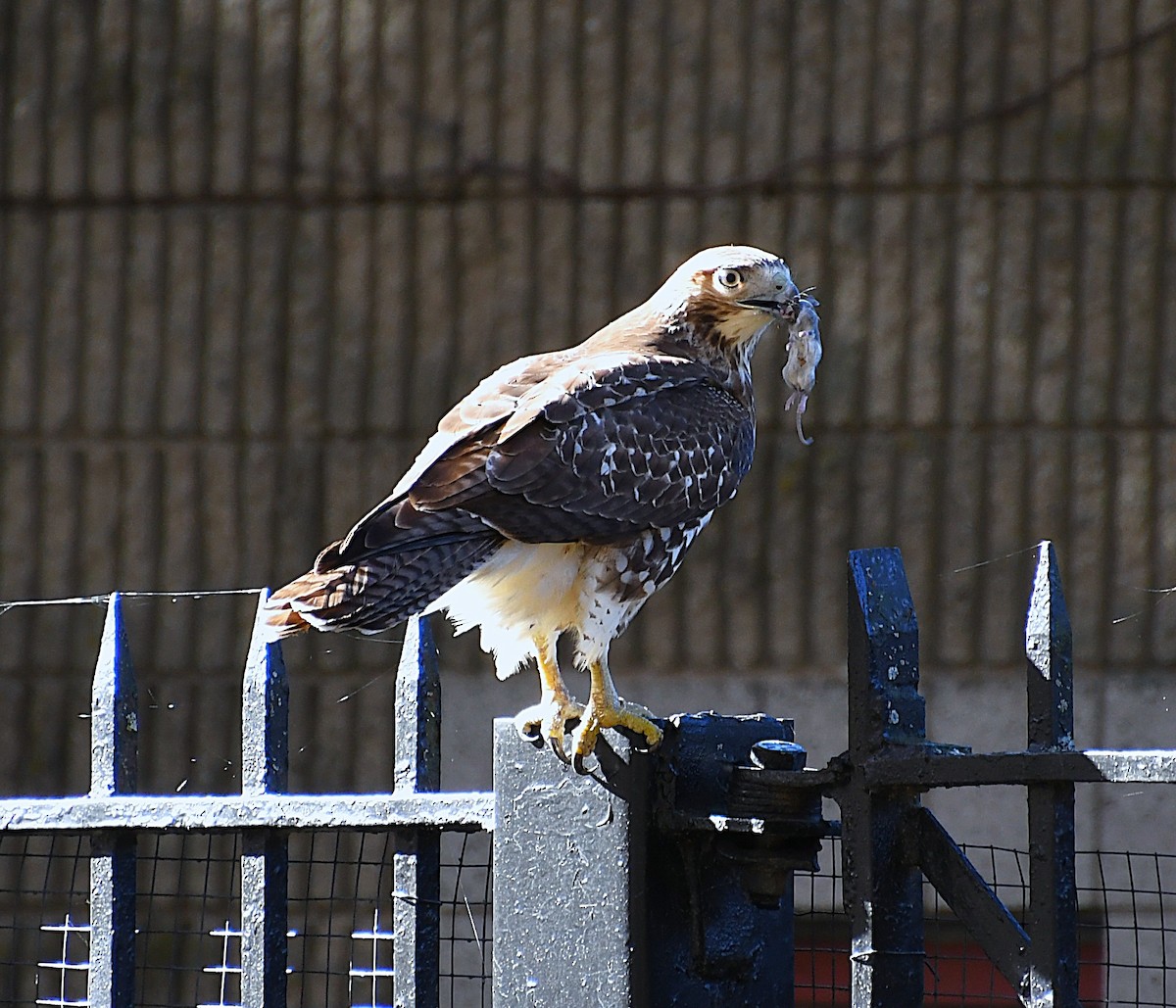 Red-tailed Hawk - ML644713442