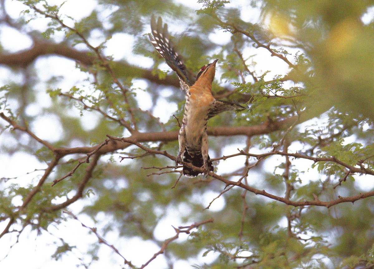 Зозуля чорна - ML644713443