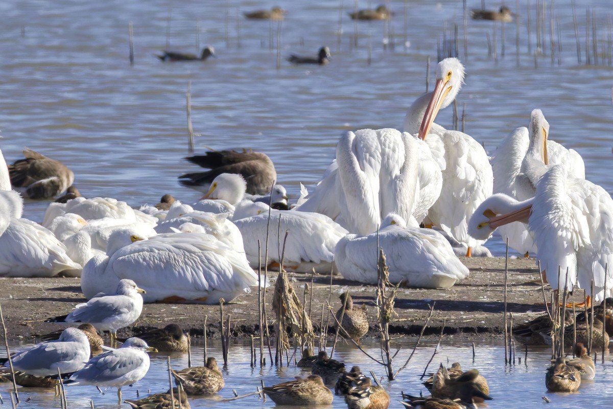 American White Pelican - ML644713444