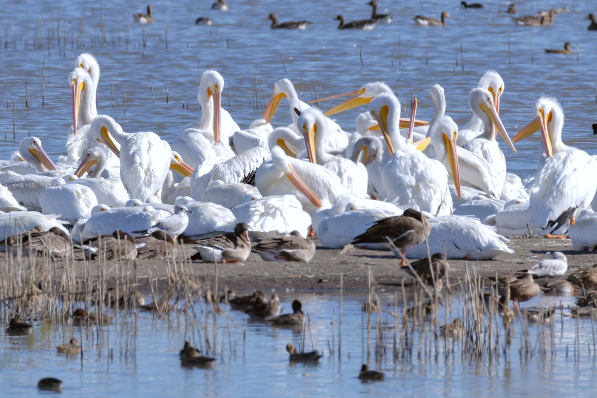 American White Pelican - ML644713445