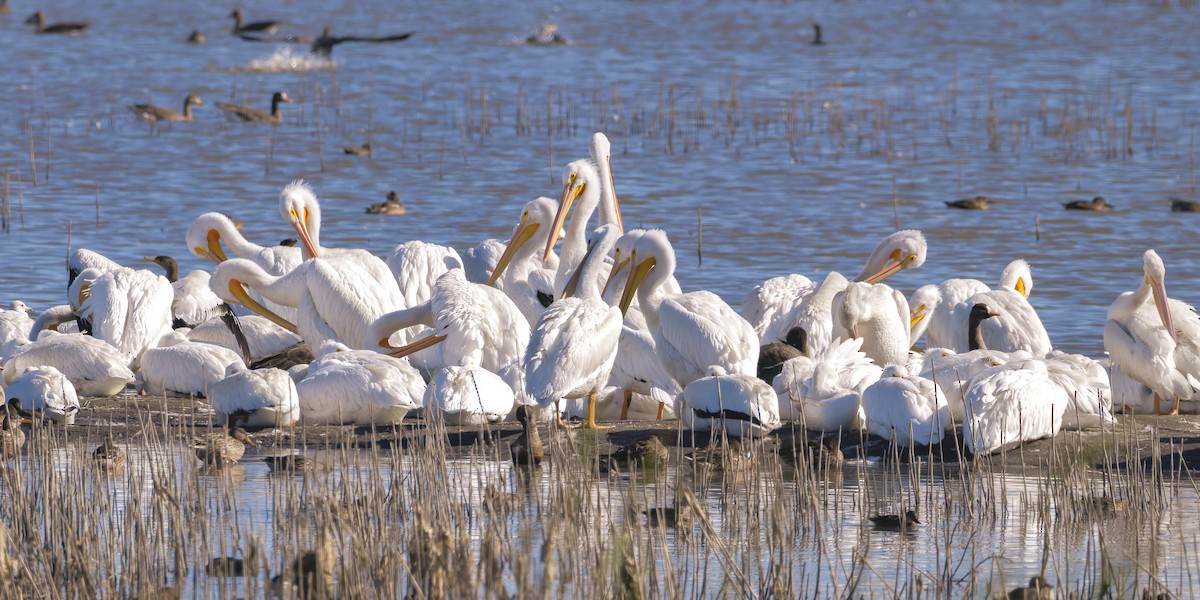 American White Pelican - ML644713446
