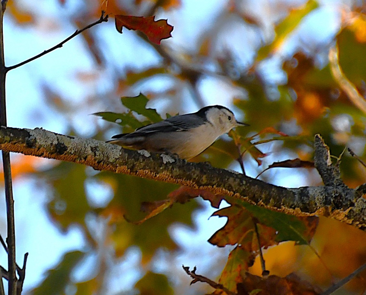 White-breasted Nuthatch (Eastern) - ML644713447