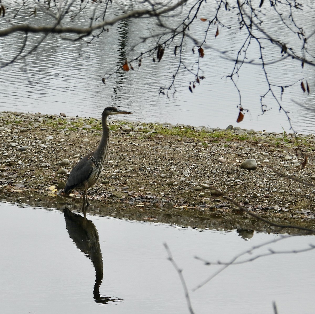 volavka velká - ML644713449