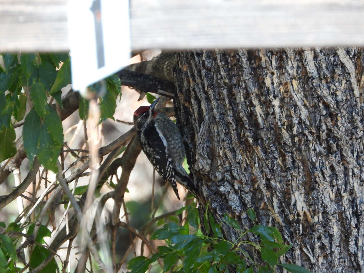 Red-naped Sapsucker - ML644713450