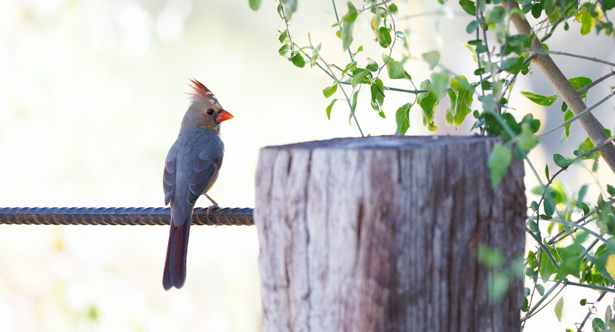 Northern Cardinal - ML644713451