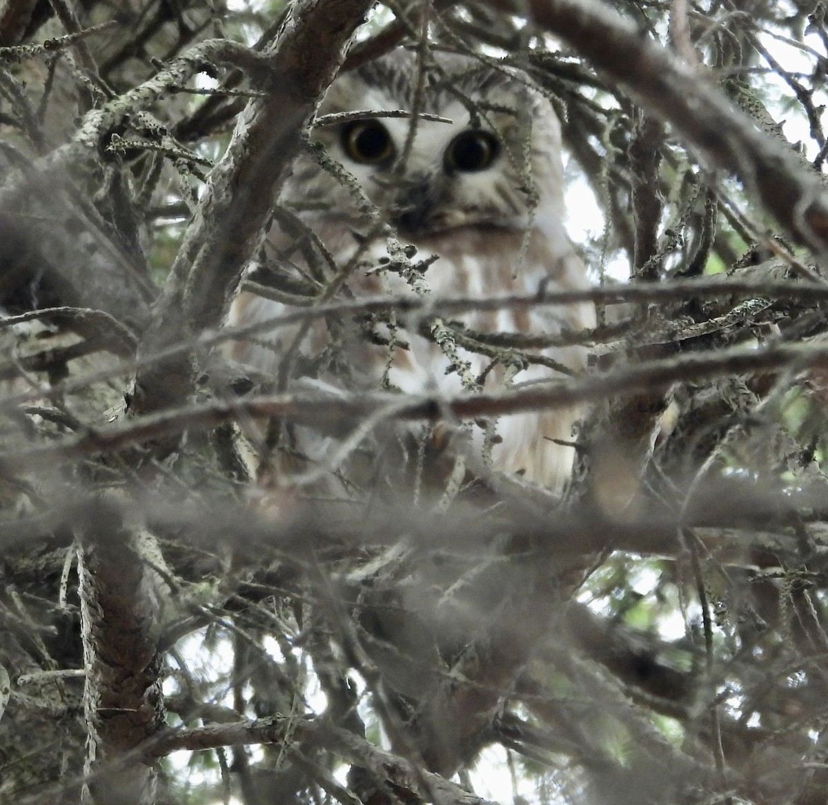 sýc americký - ML644713452