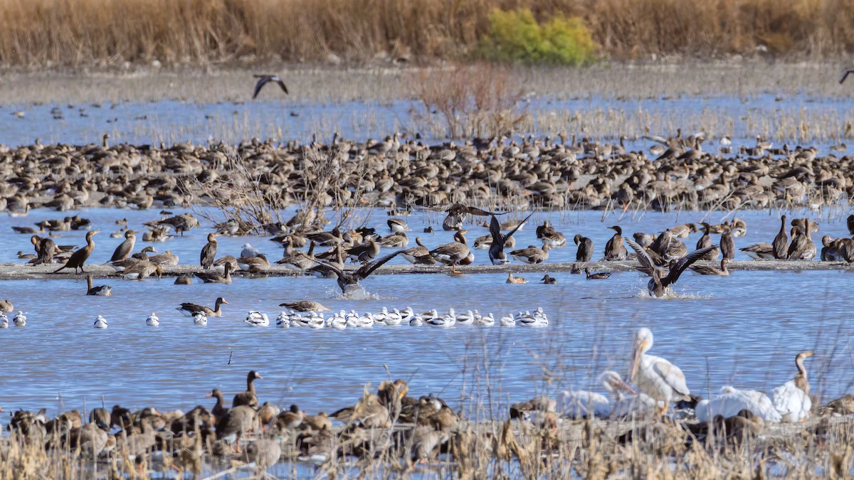 American Avocet - ML644713455