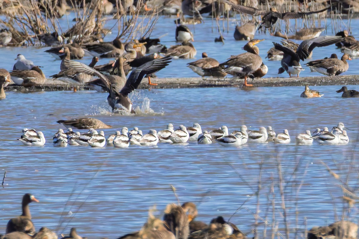 American Avocet - ML644713463