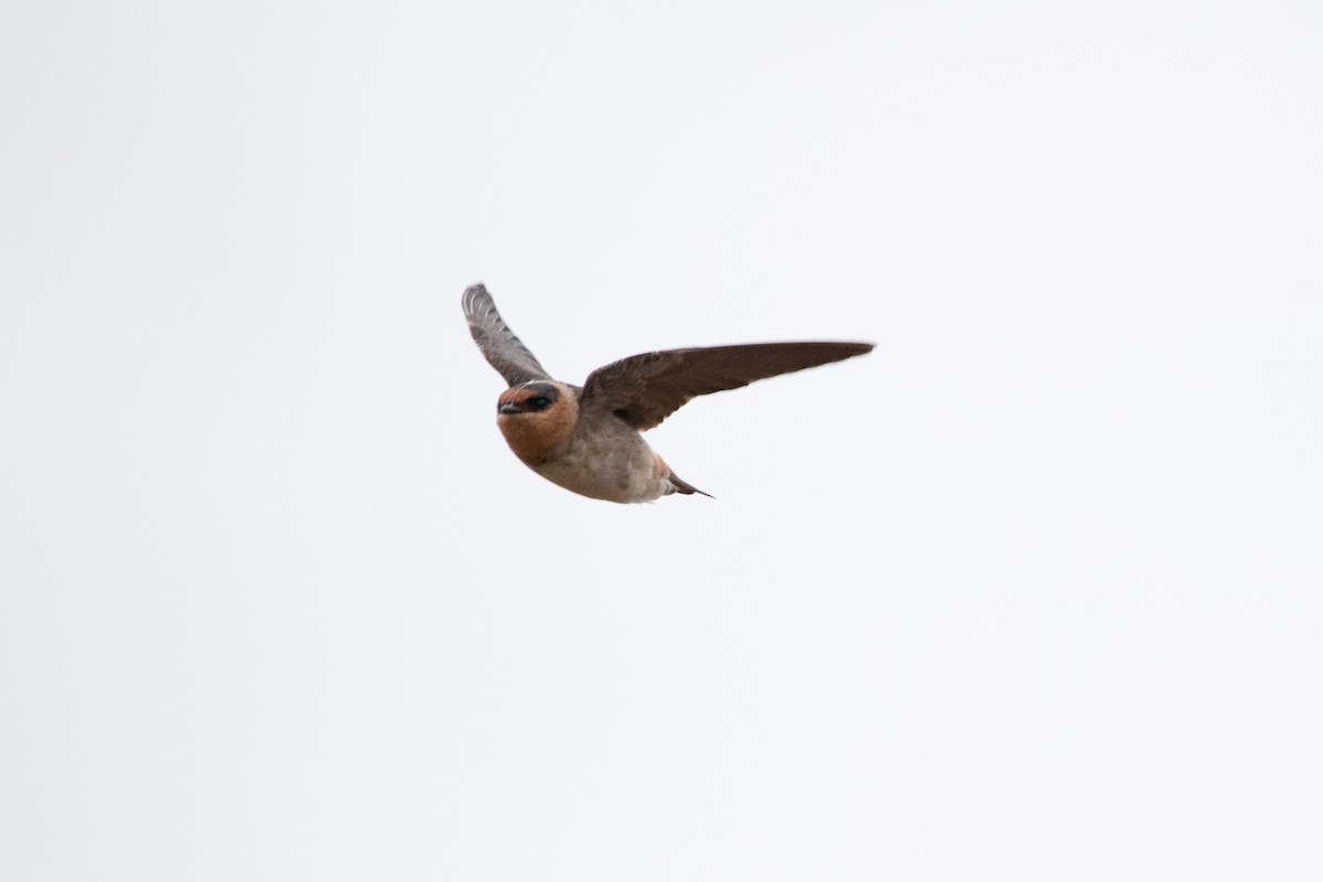 Cave Swallow - ML644713467