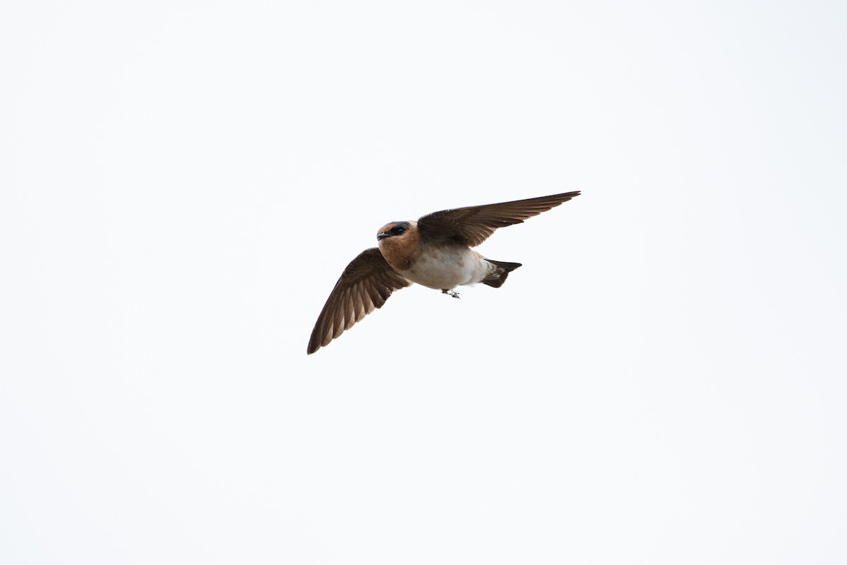 Cave Swallow - ML644713469