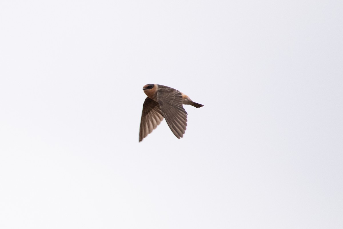 Cave Swallow - ML644713470