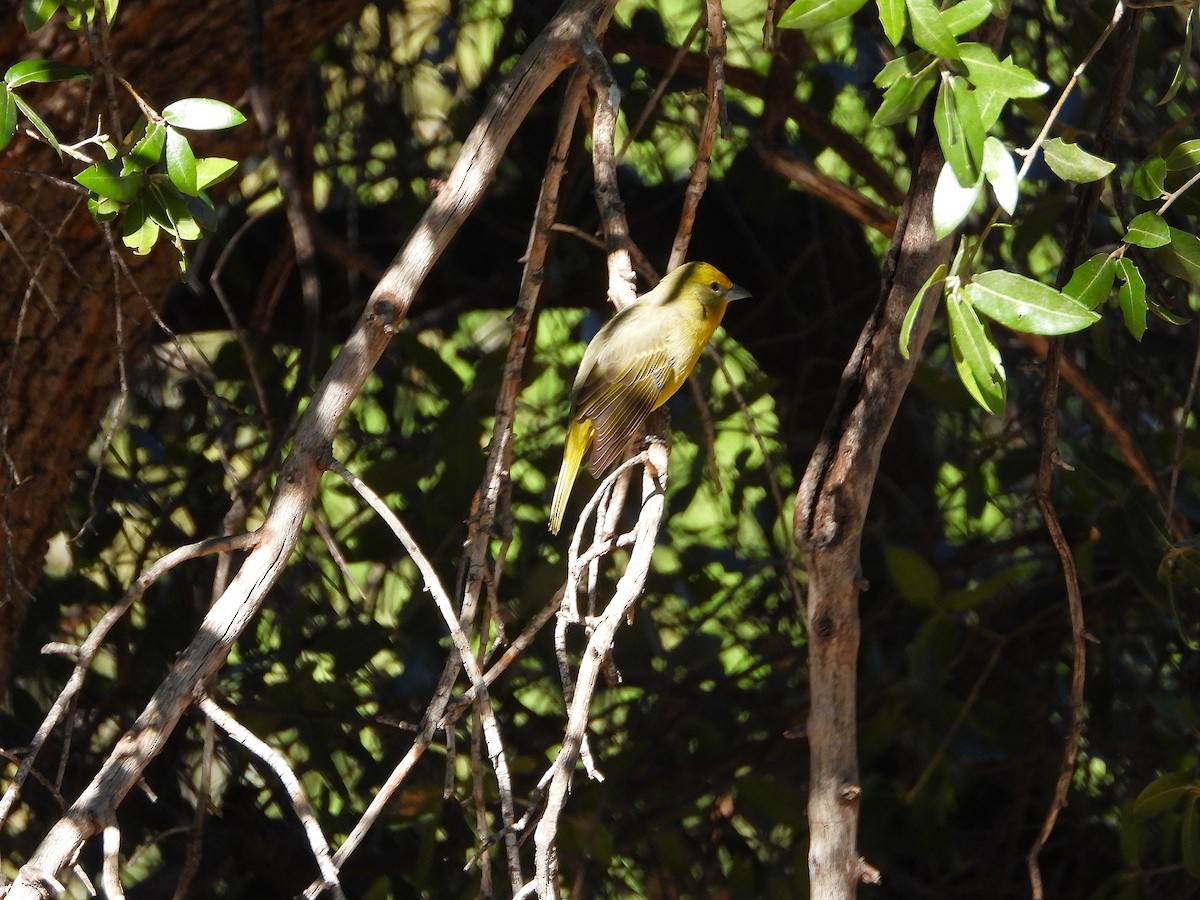 Hepatic Tanager - ML644713474