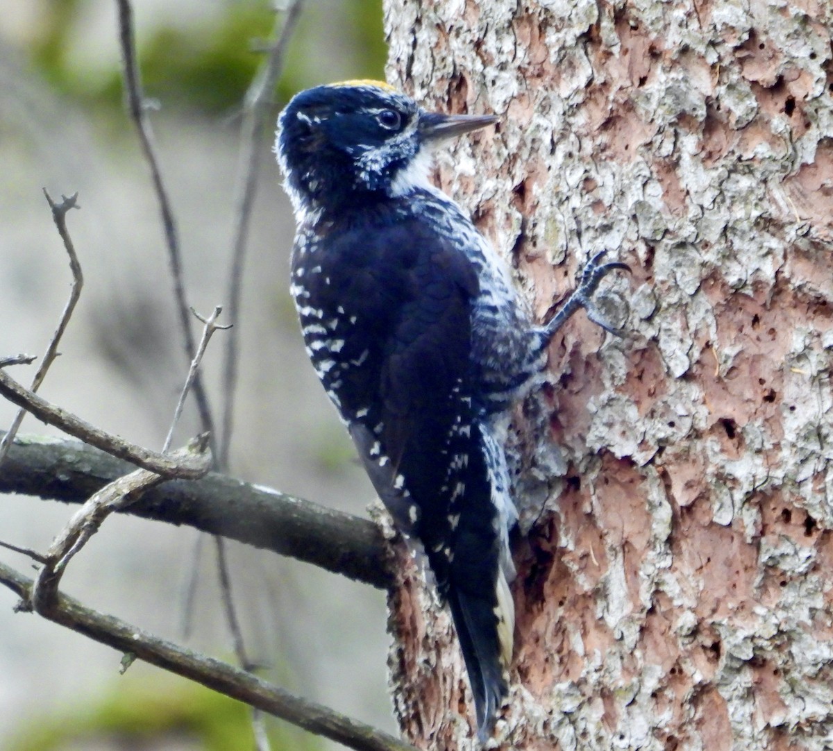 datlík smrkový - ML644713475