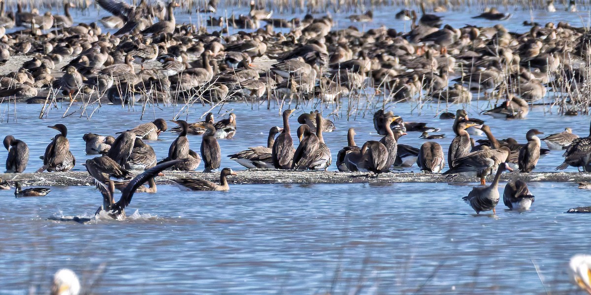 Double-crested Cormorant - ML644713478