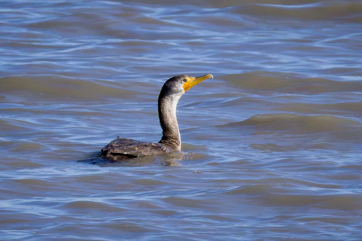 Double-crested Cormorant - ML644713480