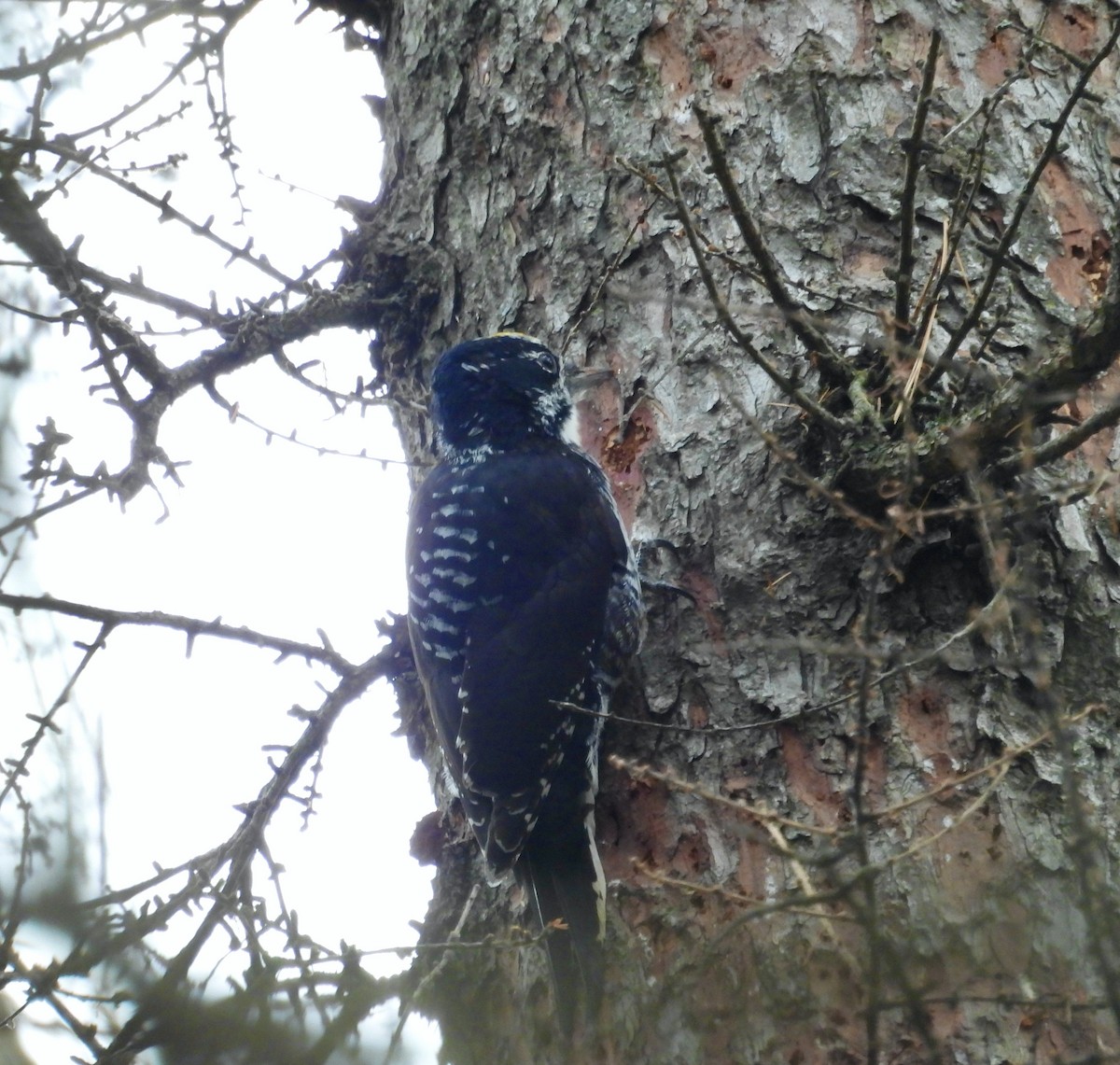 datlík smrkový - ML644713482