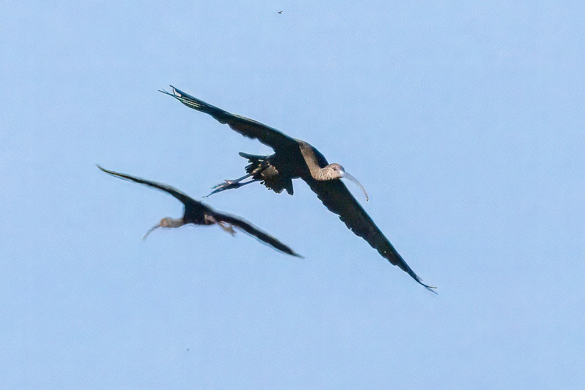 White-faced Ibis - ML644713486