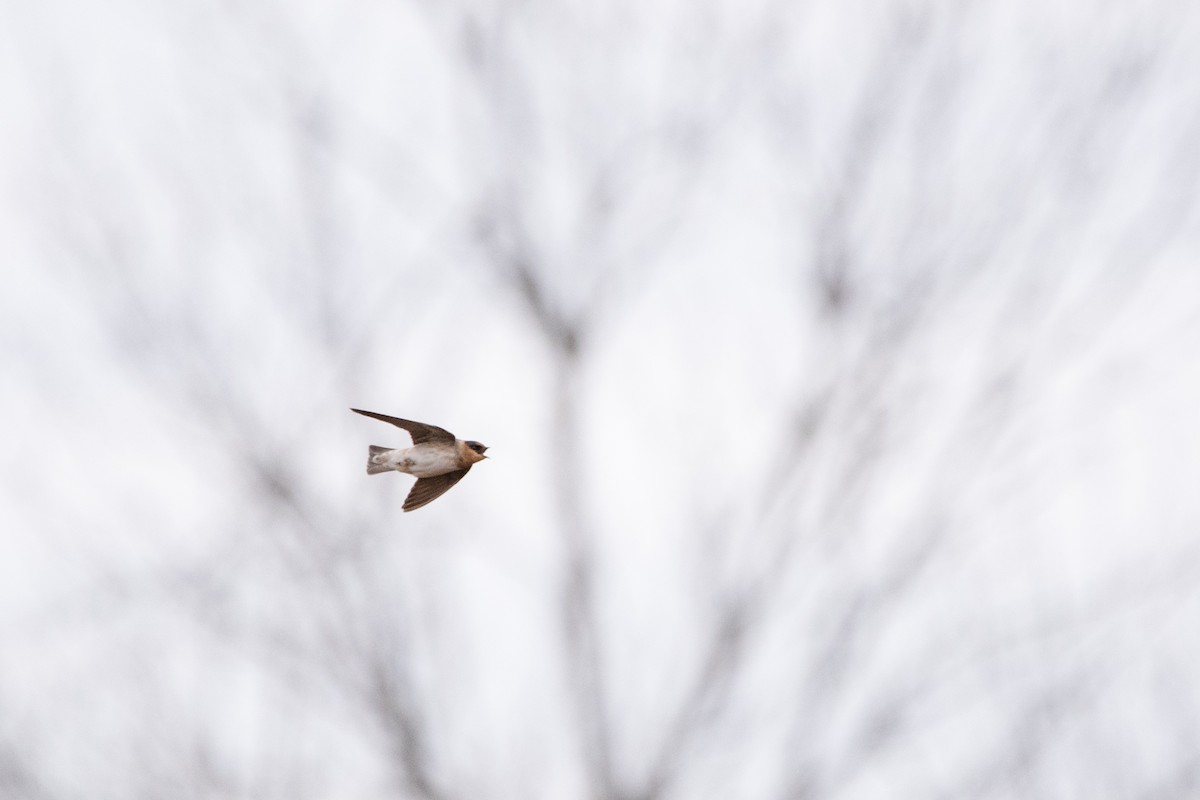 Cave Swallow - ML644713509