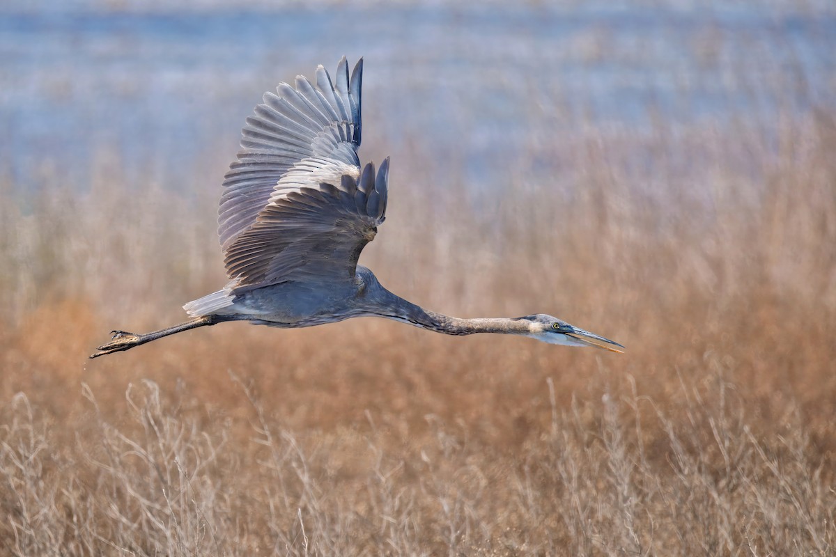 Great Blue Heron - ML644713513