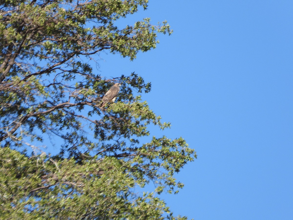 Red-tailed Hawk - ML644713515