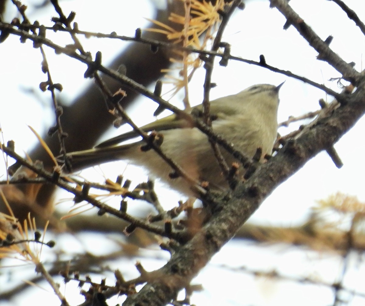 králíček zlatohlavý - ML644713516