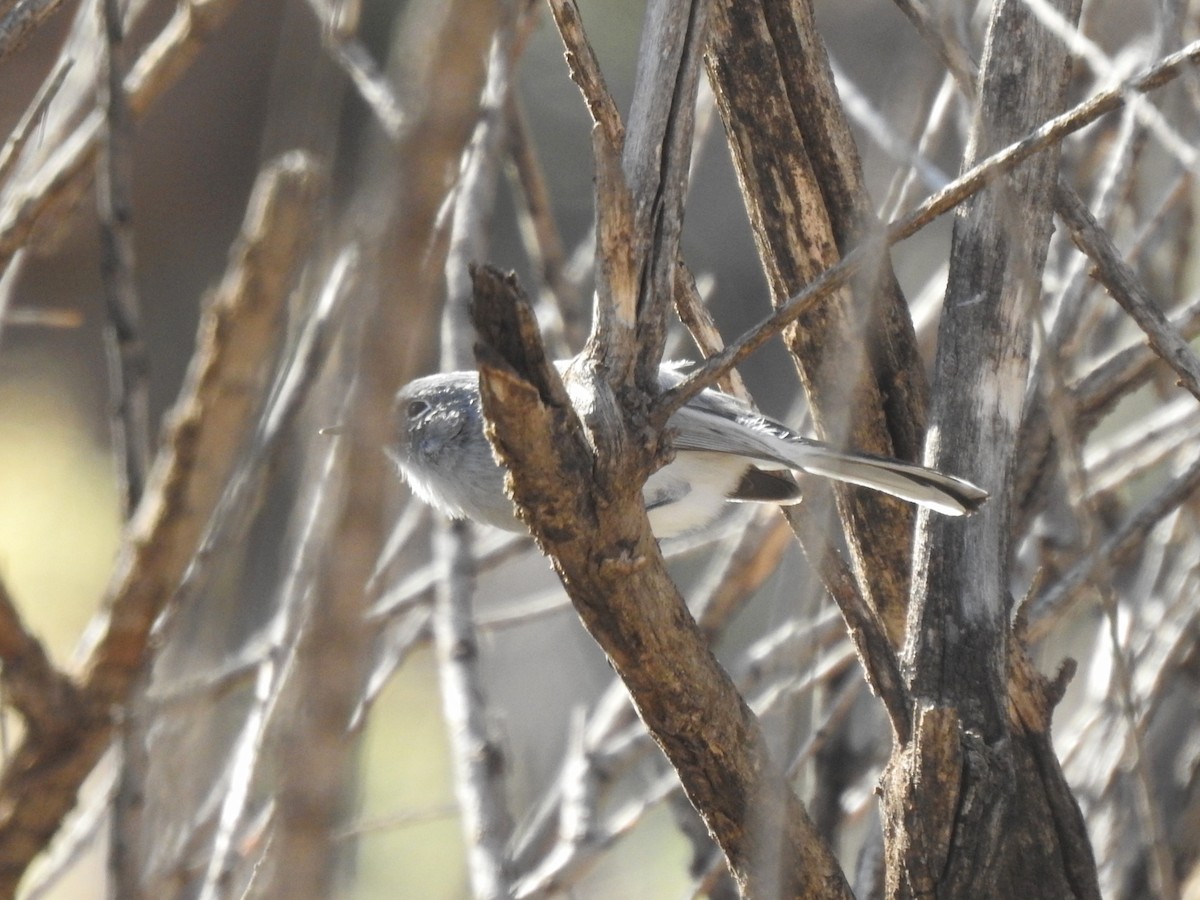 Blue-gray Gnatcatcher - ML644713523