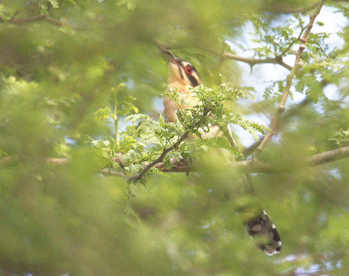 Зозуля чорна - ML644713524